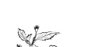 zbarvení ibišku květem se stonkem