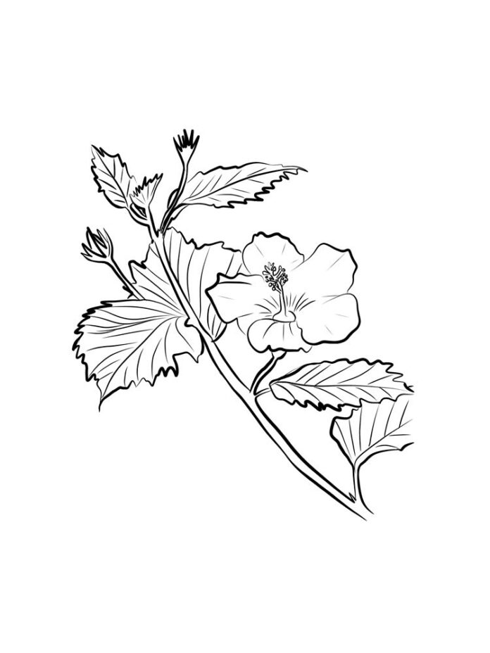flor de hibisco para colorear con tallo