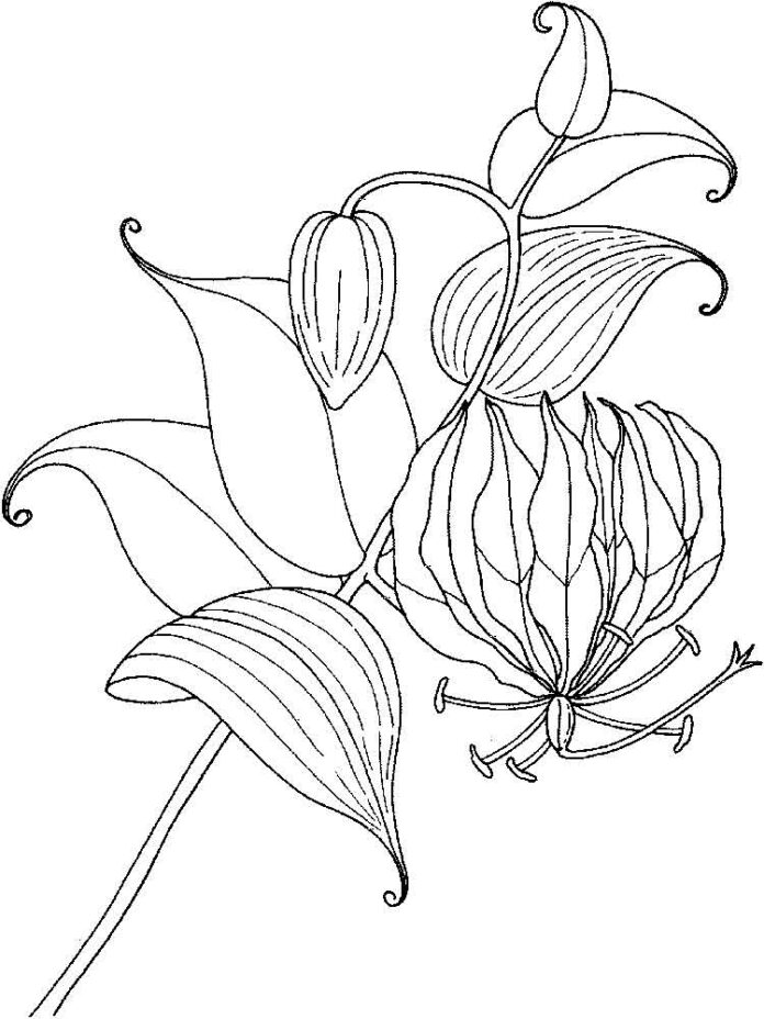 omaľovánka kvetu anglickej ľalie