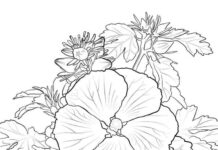 coloring page of hibiscus flowers with lodygiums