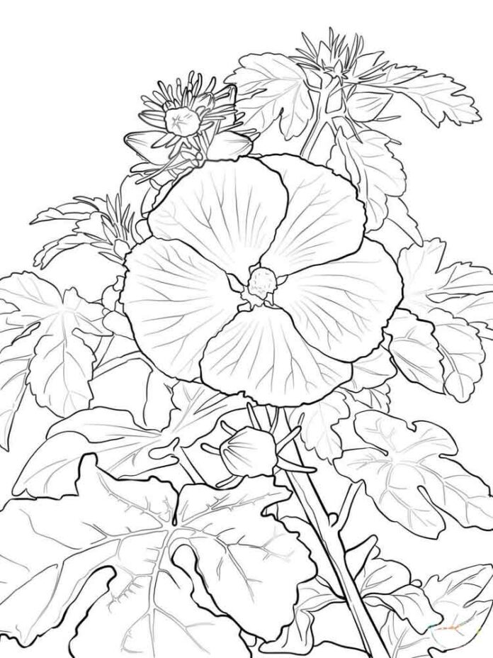 färgning av hibiskusblommor med lodygium