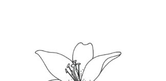 Imprimible de la flor del lirio para colorear para niños