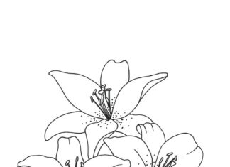 Printable lily flower coloring book for kids