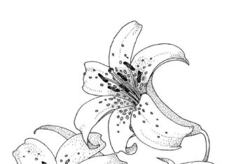 coloring page of dotted lily flowers