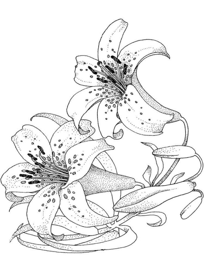 página para colorear de flores de lirio punteadas