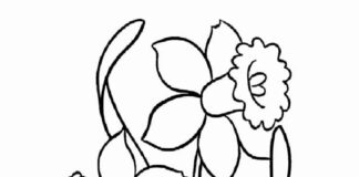 鉢に咲く水仙の花の塗り絵（印刷用