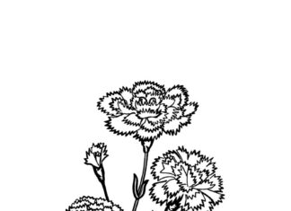 Coloring book of carnation flowers with stem