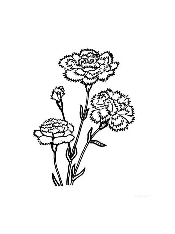 Coloring book of carnation flowers with stem