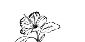 omaľovánka kvetov ibišteka