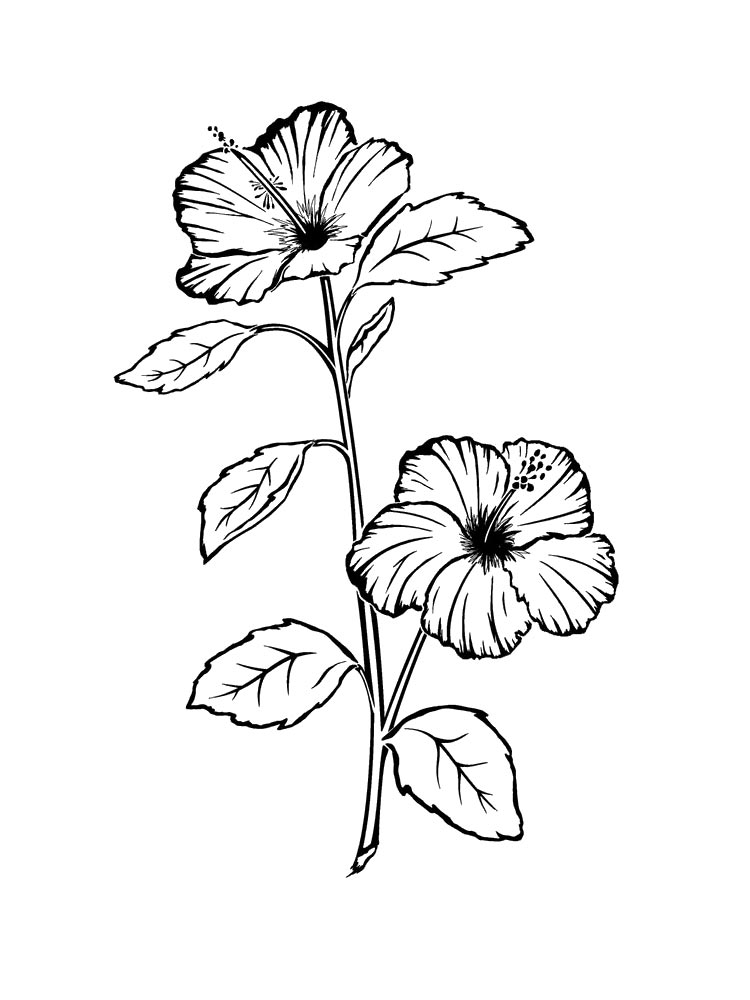 coloring page hibiscus flowers
