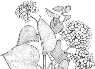 väritys sarvikkuus kukkia, joissa on pistemäiset lehdet