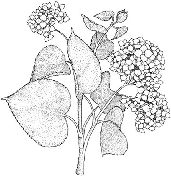 Coloring book hornestj flowers with dotted leaves