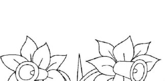 Coloring book of daffodil flowers growing in a field
