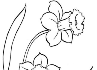 Coloring book of daffodil flowers on a stem