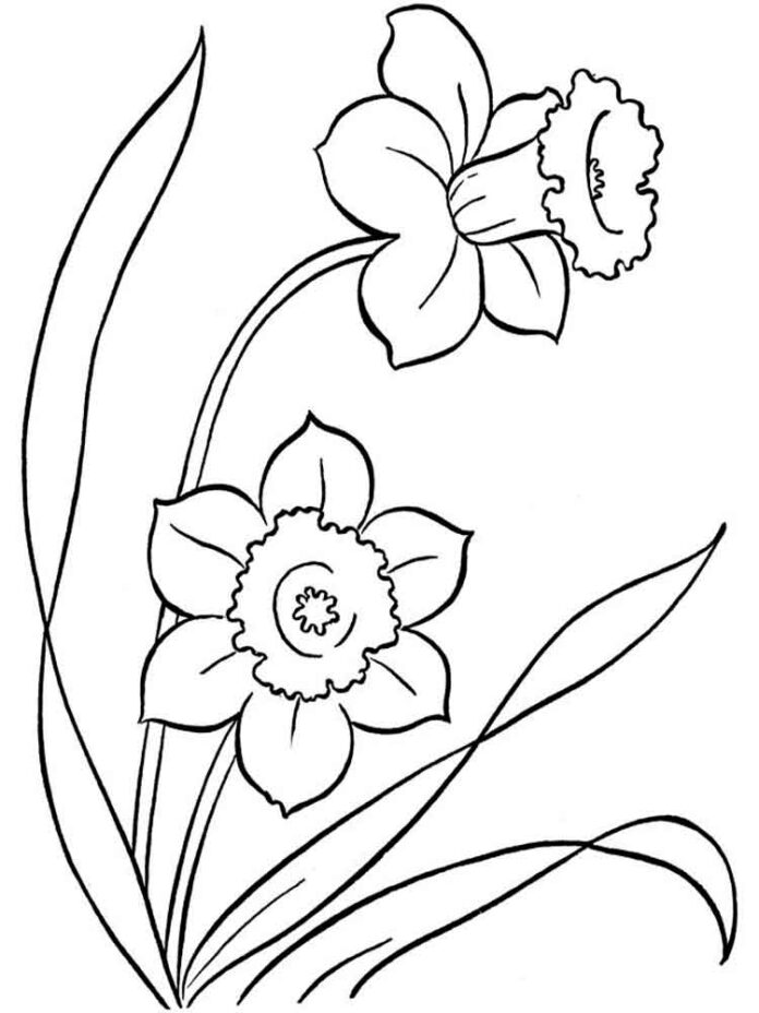 omaľovánka kvetov narcisov na stonke