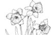 Omaľovánka kvetov narcisov na bodkovanom stonke
