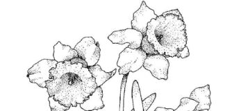 Coloring page of daffodil flowers on a dotted stem