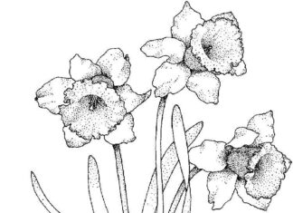 Page à colorier de fleurs de jonquille sur une tige pointillée