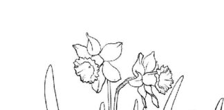 Druckfähiges Malbuch mit Narzissenblüten in einem Garten