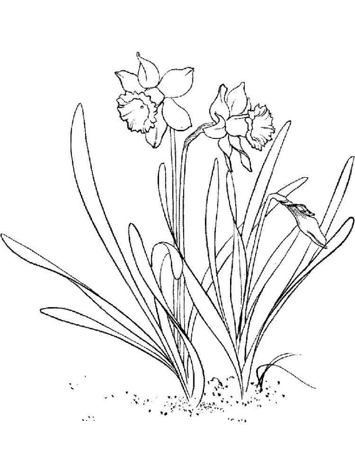 Libro da colorare stampabile di fiori di narciso in un giardino