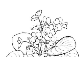 Printable coloring book of flowering violets in a pot