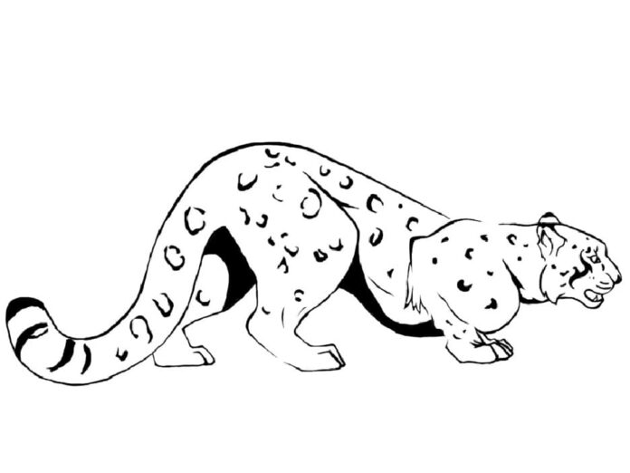 coloring page leopard hunt