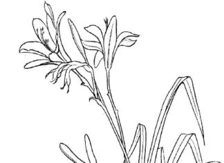 coloring page leafy lily in a field