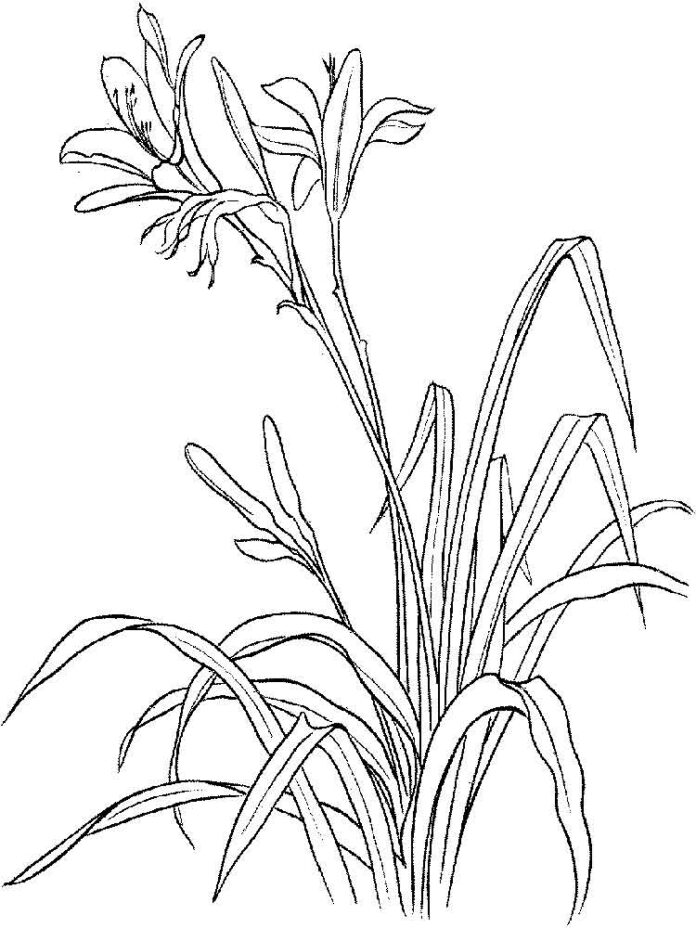 coloring page leafy lily in a field