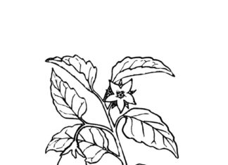 Coloring page leafy vegetable eggplant
