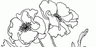 coloring page leafy field flower
