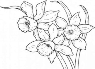 stonka na vyfarbovanie s kvetmi narcisov na vytlačenie