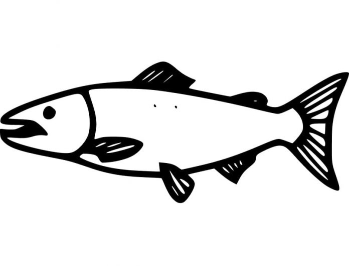 page à colorier saumon nageant en amont