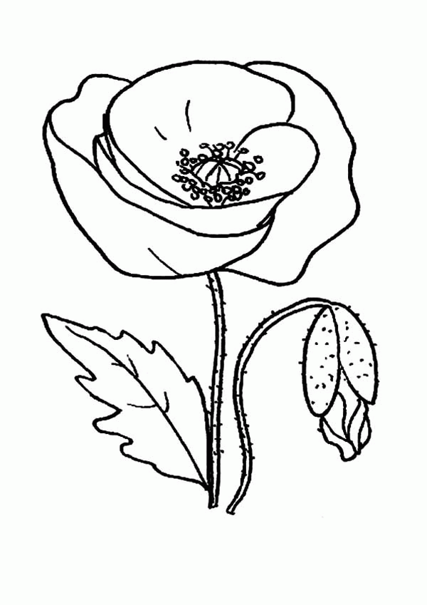Printable field poppy coloring book for kids