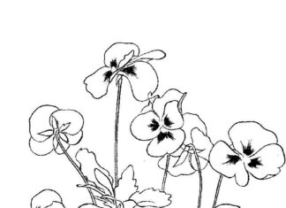 Printable coloring book of poppies in a field meadow