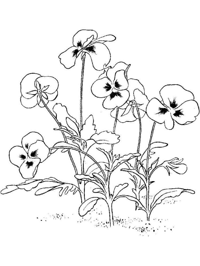Printable coloring book of poppies in a field meadow