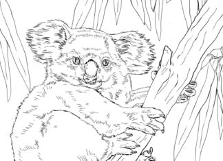 coloring page teddy bear clinging to a tree