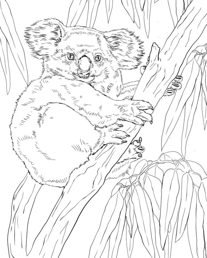 coloring page teddy bear clinging to a tree