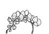Printable coloring book firmly rooted plant