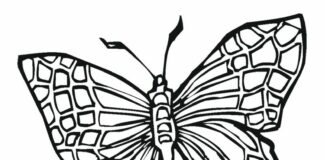farvelægning af sommerfugl til børn til udskrivning