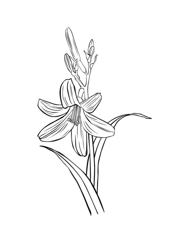 coloring page immature lily