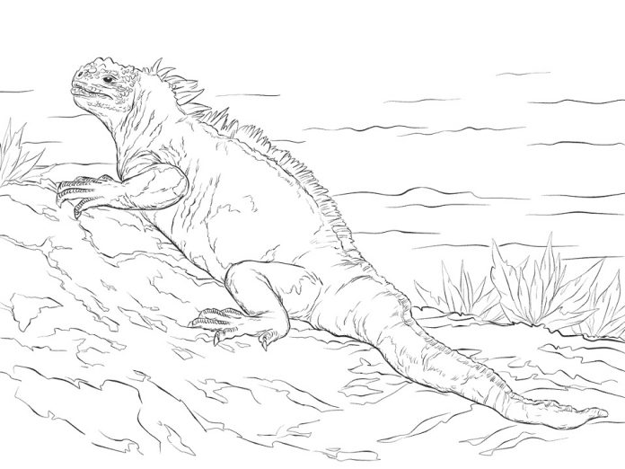 Printable coloring book of a huge iguana basking in the sun