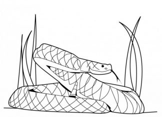omalovánky obrovského hada ukrytého v trávě