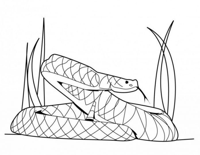 Coloring book of a huge snake hidden in the grass