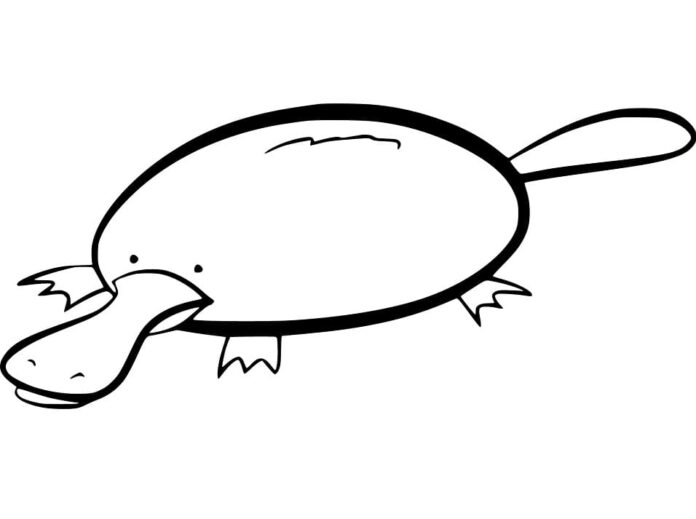 kolorowanka okrągły ssak z długim dziobem dziobak do druku