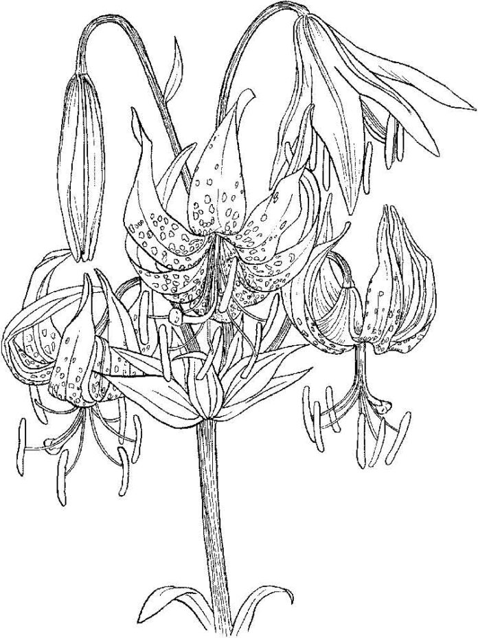 Livre de coloriage Falling flowers of fragrant lily pour impression et en  ligne
