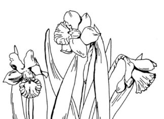 Farvelægningsark til udskrivning med faldende påskeliljeblomster i en have