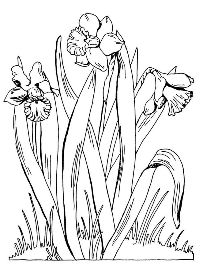 Foglio da colorare stampabile di fiori di narciso cadenti in un giardino