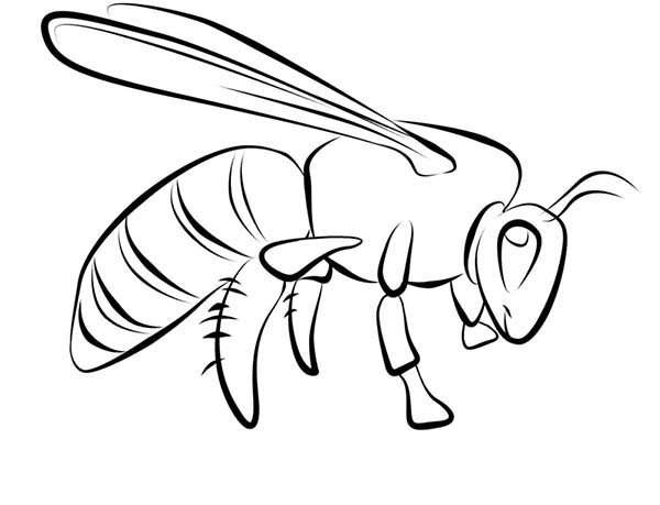 Coloring book wasp getting ready to land