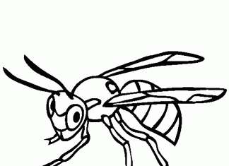 livro de colorir vespa com apalpadores