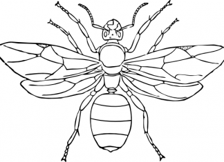 omaľovánka hmyzu mávajúceho krídlami
